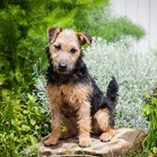 Lakeland terrier